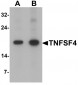 TNFSF4 / OX40L Antibody (C-Terminus)